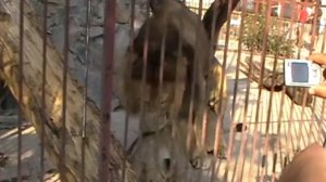 спаривание львов в зоопарке Симферополь