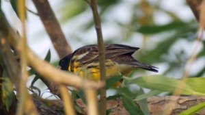Дубровник - Emberiza aureola.mp4