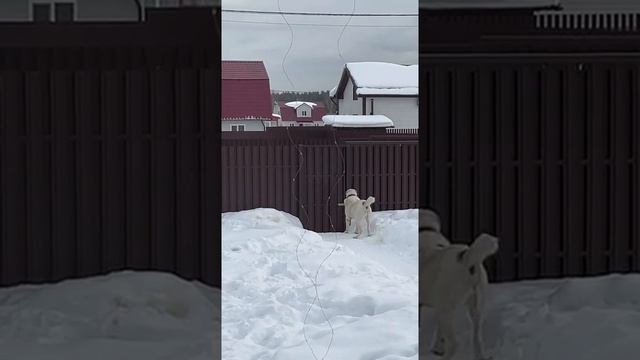 Хан очень рад , когда вернулся хозяин. Алабай охрана территории. 1 занятие. Возраст 5 лет.