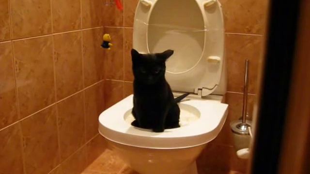 Тиша на унитазе смотреть онлайн