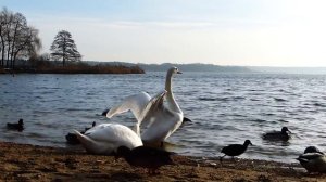 ЛЕНА ХЕППИ И ПРАВДА ПОДАЛА НА РАЗВОД!  USA HAPPY EVERY DAY