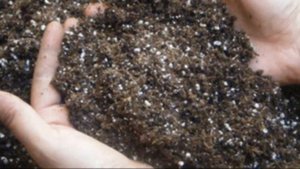 Выращивание разных сортов чеснока на Урале