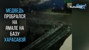 На Ямале белый медведь пробрался на базу Харасавэй