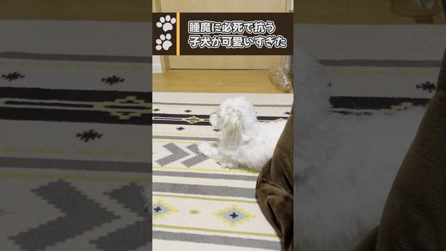 【寝落ち】睡魔に必死で抗う子犬が可愛いすぎた／How so cute , a puppy keep trying to waking up. #ましろ #dog #マルプー смотреть онлайн