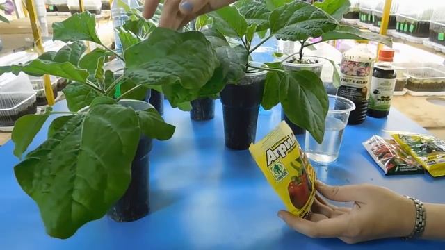 ???Очень хорошее удобрение для баклажанов ! Когда и чем подкормить рассаду смотреть онлайн