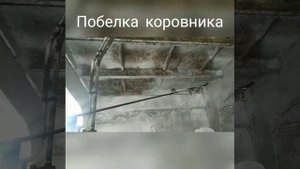 Побелка коровника