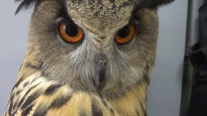 Звуки филина