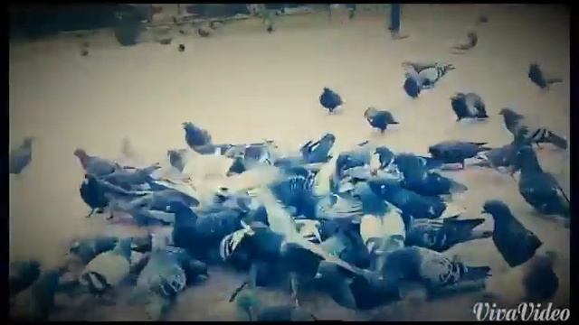 Эпичное кормление голубей. смотреть онлайн