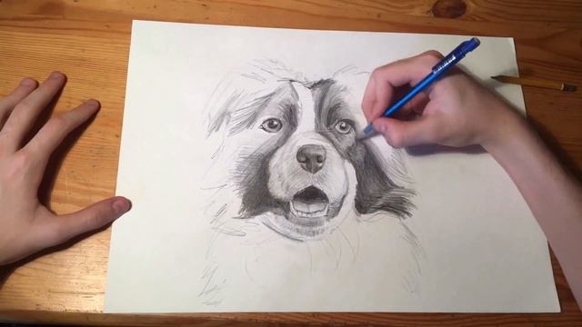 Рисую собаку | как нарисовать собаку | speed paint смотреть онлайн