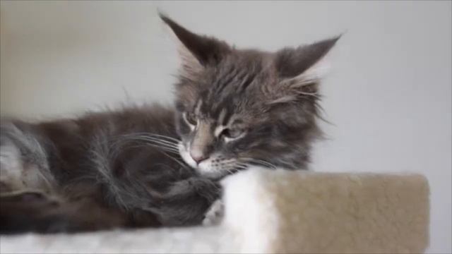 Are Maine Coon cats good pets? How much does a Maine Coon cat cost?