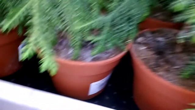 Обзор садового центра ФЛОРИССИМА - Новый зал! Новая поставка! г.Ростов-на-Дону, съёмка 28.01.2021г. смотреть онлайн