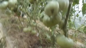 Открывать ли теплицы в холодную,дождливую погоду?
