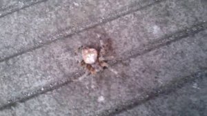 Самый опасный паук Крестовик — паук Araneus diadematus