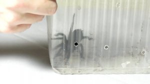 Редкий и дорогой птицеед | Граммостола пульхра