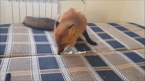 Лис Украл Яйцо - Жизнь с Лисой / MIKI THE FOX