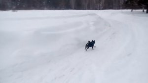 Курсинг сиба ину 2.0