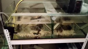 Кормление АККР, стычка австралийского красноклешневого рака в УЗВ