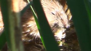 ДИКАЯ ПРИРОДА. ОНДАТРА КУШАЕТ РОГОЗ. WILDLIFE MUSKRAT EATS CATTAIL. ЖИВОТНЫЙ МИР.