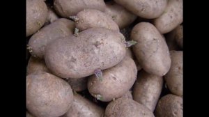 Сколько дней растет картофель от посадки до сбора урожая