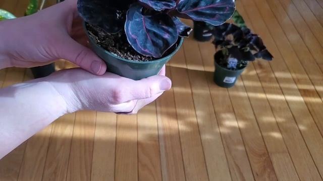 Цветочные покупки. Мои новые комнатные растения. Март 2021 смотреть онлайн