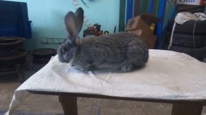 Обзор породы советская шиншила.