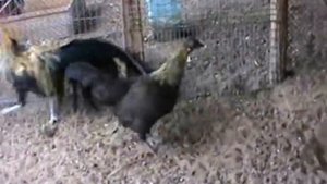 Куры феникс, кохинхин карликовый палевый. 2016год