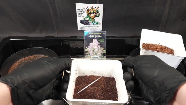 Planting 90s Blues by Dj Short Seeds 🫐 sprouting day 1 🌱 after 42 hour germination смотреть онлайн