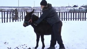 Что ждать от людей, родившихся в год Лошади?