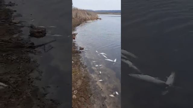 Брянск. Суземка. Умирает красивое Озеро Авангард.