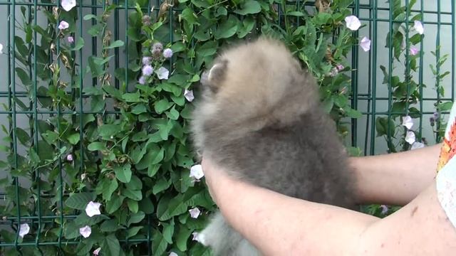 Эксили от Панды Шарм. смотреть онлайн