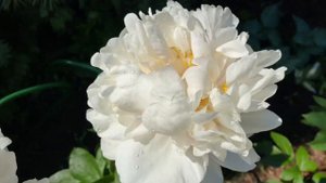 Пион Гринлэнд, peony Greenland, видео-2, г.Кировск, ленинградской обл.