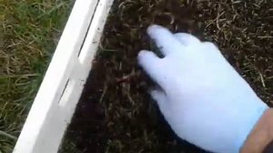 Дендробена.Зеленый корм для червя