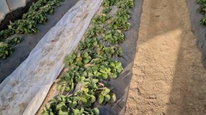 особенности кормления клубники, мои выводы.