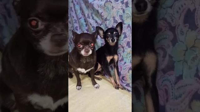 Toy Terrier Johnny and Chihuahua Patrick. Handsome men!/Той Джонни и чихуахуа Патрик. Красавчики!