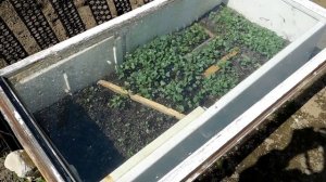 мини парник