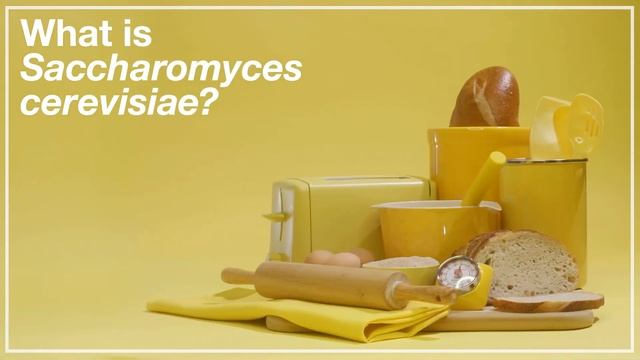 What is Saccharomyces cerevisiae? смотреть онлайн