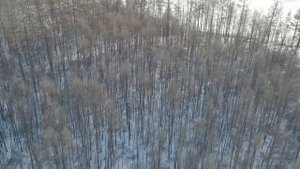 Съёмка лося с квадрокоптера.