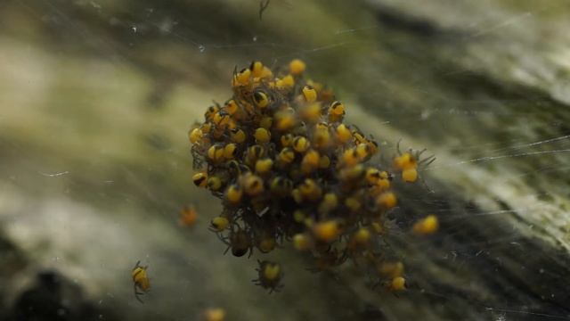 Паучье гнездо... смотреть онлайн