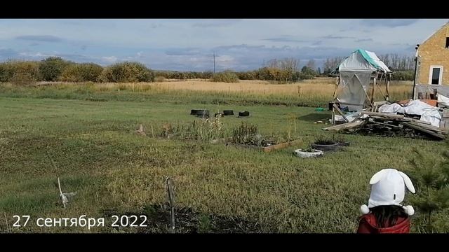 ЖИВАЯ ИЗГОРОДЬ ИЗ ХВОЙНЫХ