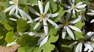 Сангвинария канадская «Star»