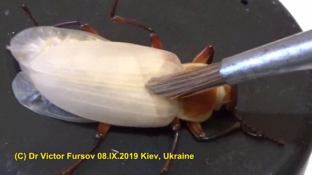 Чудо Юдо Белый Жук Зофобас: Почему Такой Альбинос?