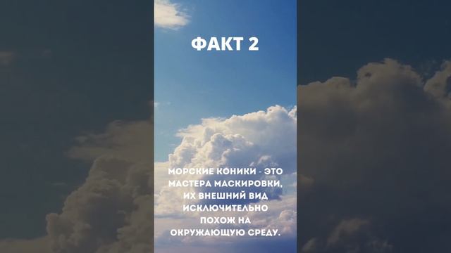Морские Существа: Факты и Загадки Океана
