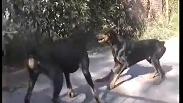 Angry Dobermans,доберманы Злые доберманы смотреть онлайн