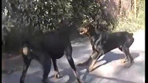Angry Dobermans,доберманы Злые доберманы