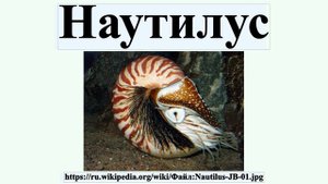 Наутилус