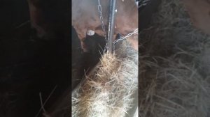 Мастит у коров // Мастит в  сухостойный период// Что делать?