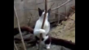 Коты под валерьянкой