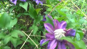 Обзор клематисов.