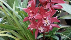 Cymbidium "Orquideas Barco"/ Cymbidium "Boat Orchid"