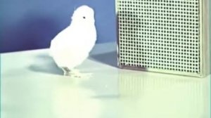 Киножурнал "Хочу всё знать" Выпуск №103 1975 г СССР